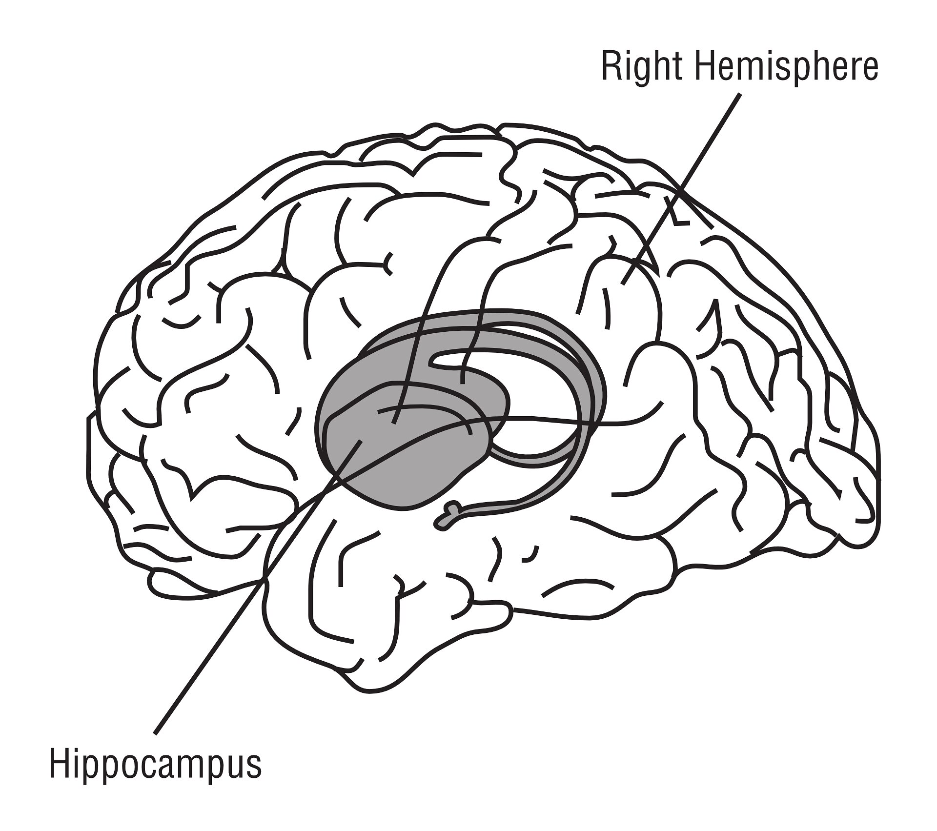 New neurons continue to form in the adult human hippocampus: Study