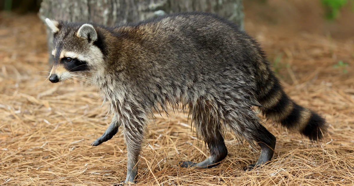 Nassau County declares rabies an imminent public health threat as cases rise. Here's what to know.