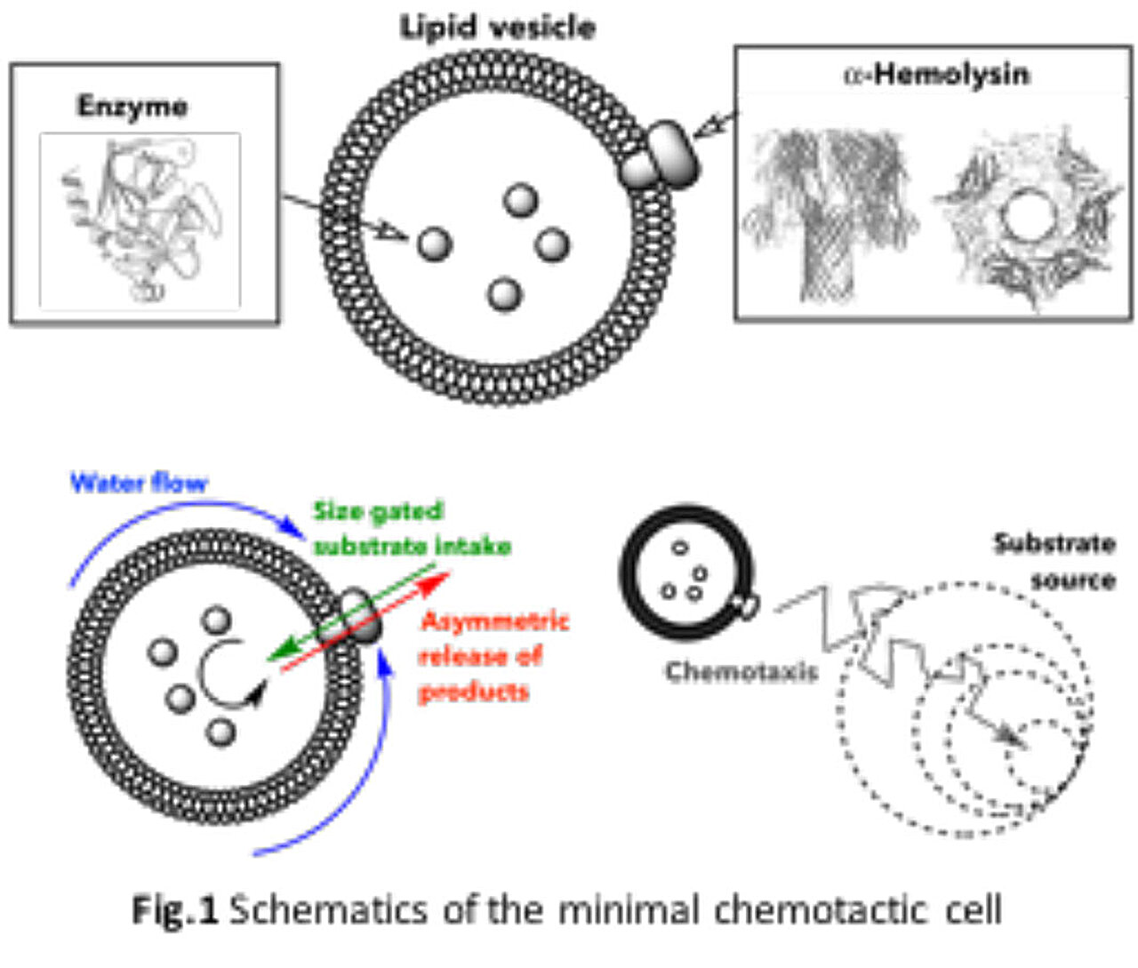 Scientists create an artificial cell capable of navigating its environment using chemistry alone