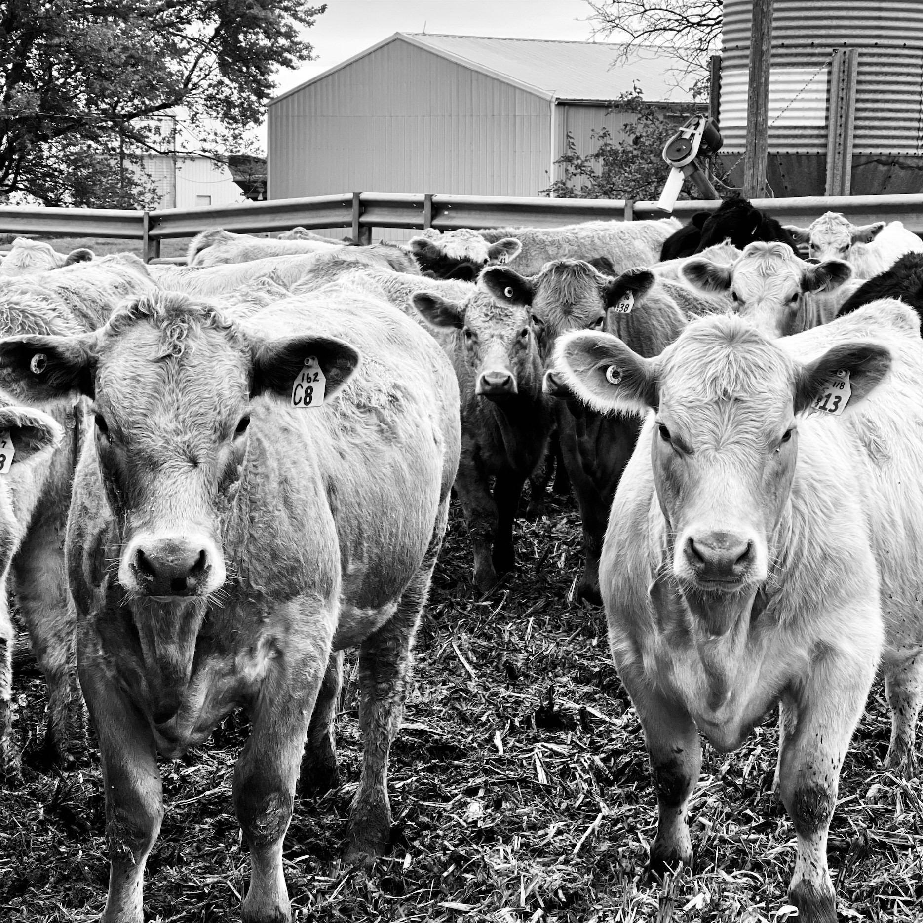 Economists say the lending environment is a factor in any potential herd expansion