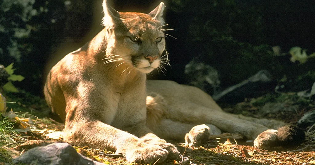 Dad hailed as hero after mountain lion bites 4-year-old in Olympic National Park in Washington state