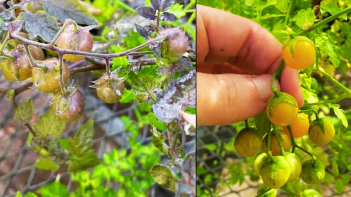 Reverse Evolution? Wild Galápagos Tomatoes Bring Ancient DNA To Life