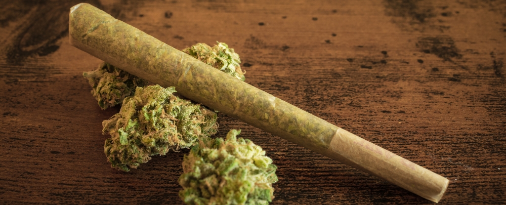 Cannabis Use Is Linked to Epigenetic Changes, Scientists Discover