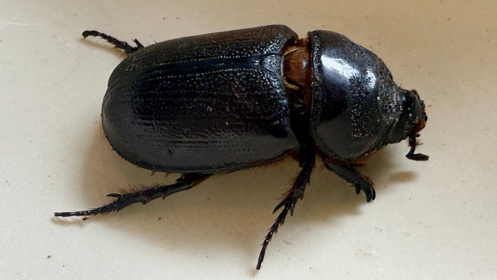 Free coconut rhinoceros beetle workshop to be held on Molokai