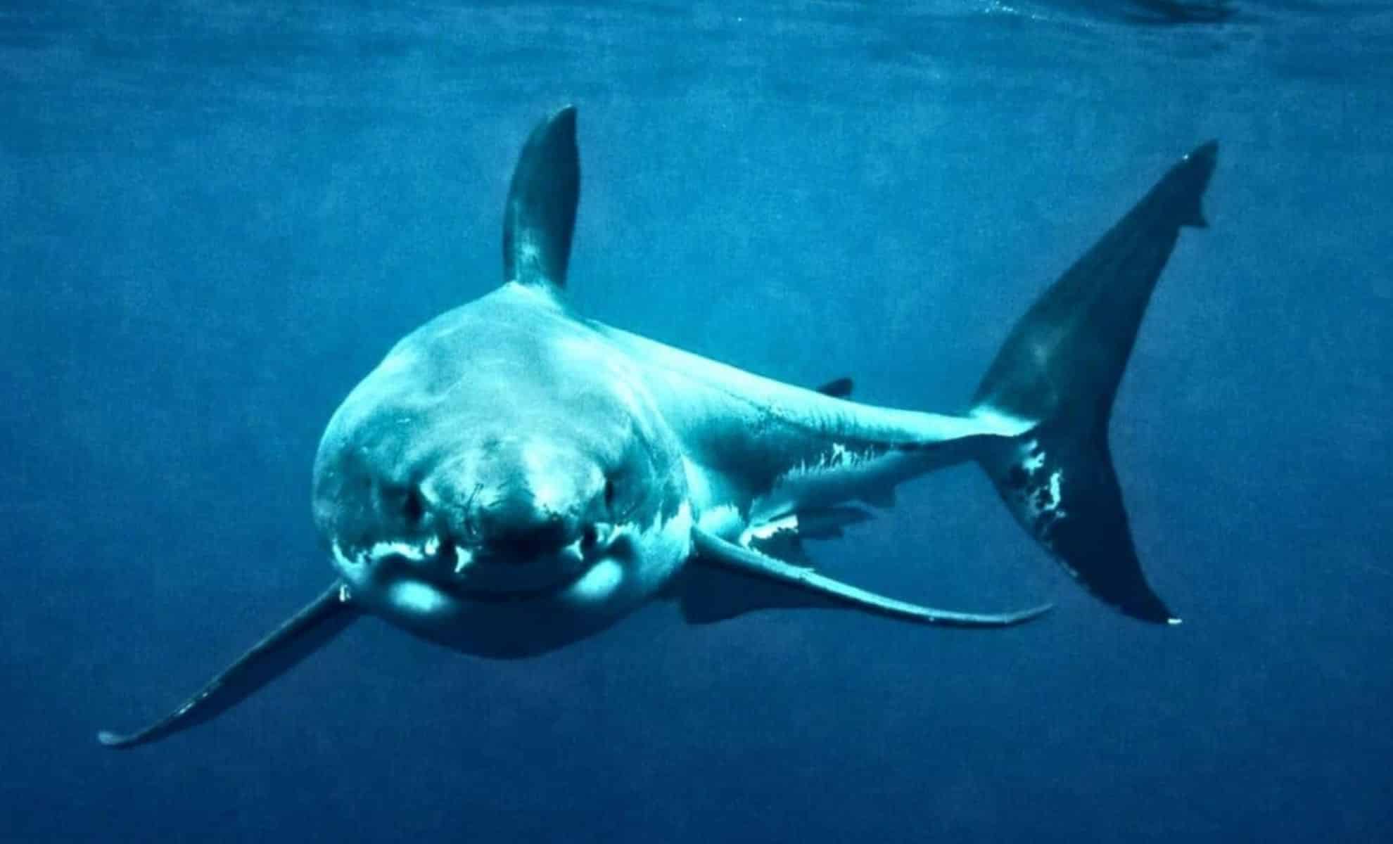 Once the Ocean’s Supreme Predator, “Great White Sharks” Are Now Facing Their Most Deadly Rival