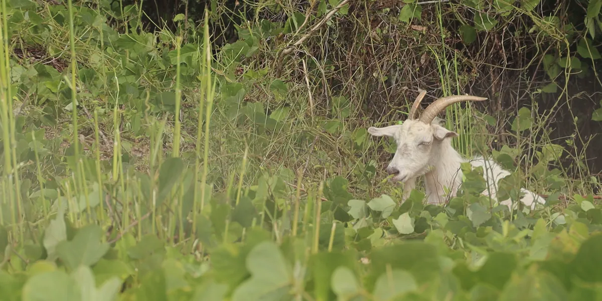 Knoxville business park takes unique approach to clearing out kudzu