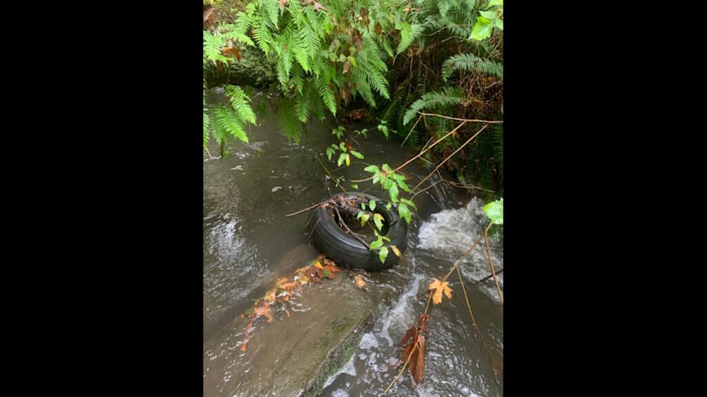 Edmonds Waterfront Center Environmental Series Sept. 11: 'Caring About Our Roads, Car Tires and Coho