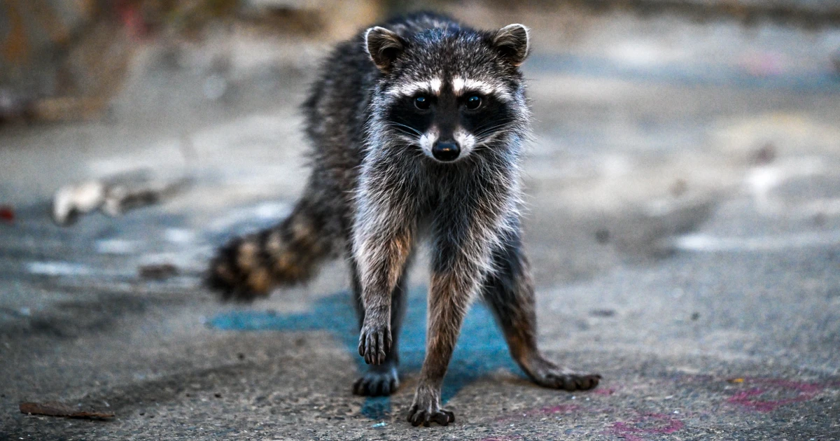 'They would never have known:' New warnings about rabies outbreaks as cases rise in the U.S.