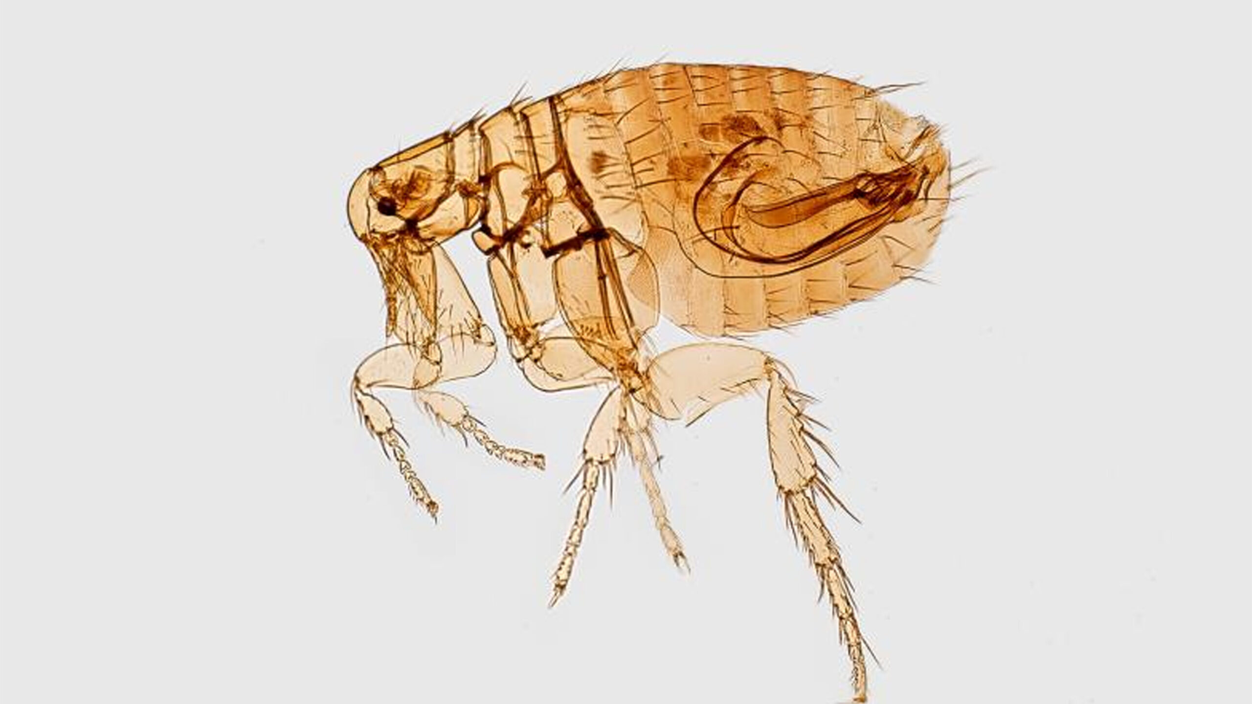 What to Know About Plague After a New Case in California