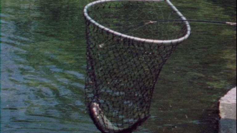 N.Y. DEC demands immediate action after fish die-off in Cattaraugus County creek