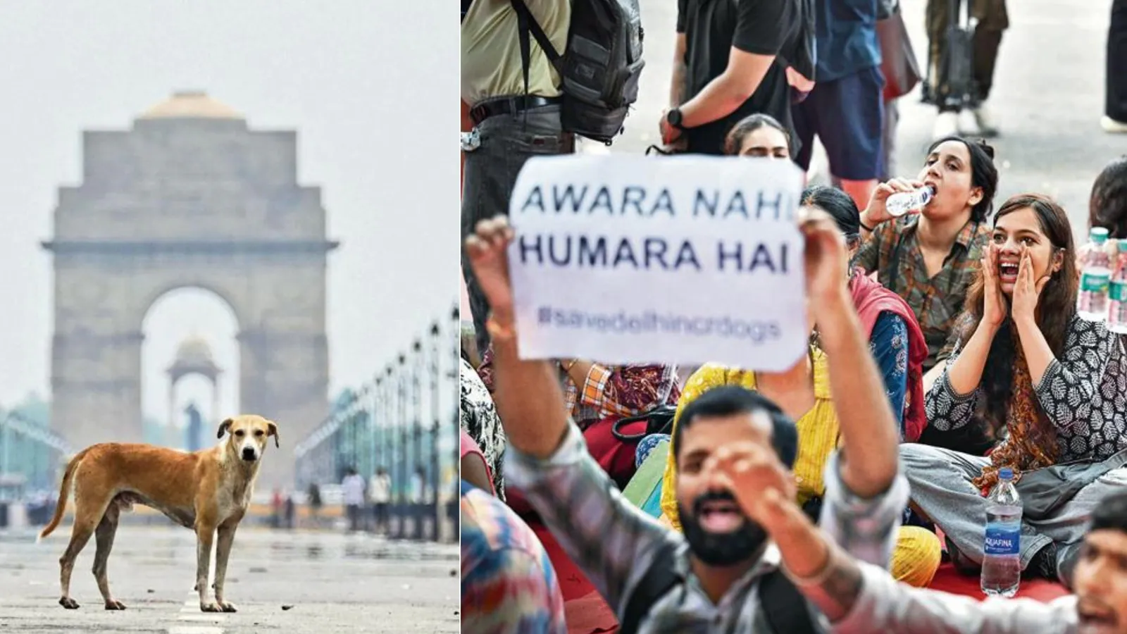 Supreme Court lets strays stay in Delhi-NCR: Mandatory vaccination, no ruff move but animal lovers call it ‘impractical’