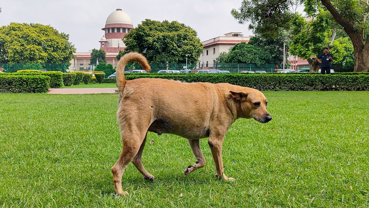 Signs and symptoms: How authorities identify rabid and aggressive stray dogs