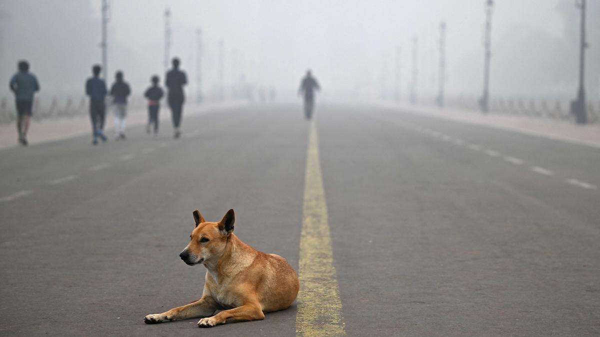 A Court order that was barking up the wrong tree