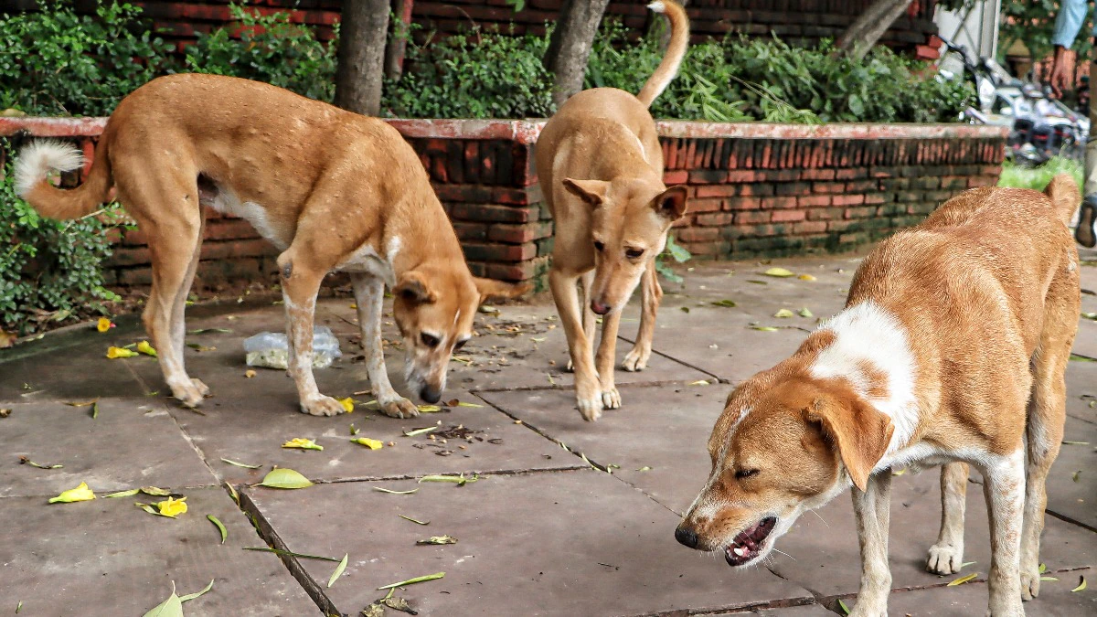 Deposit Rs 2 lakh for stray dog welfare to appear in case: Top court to NGOs