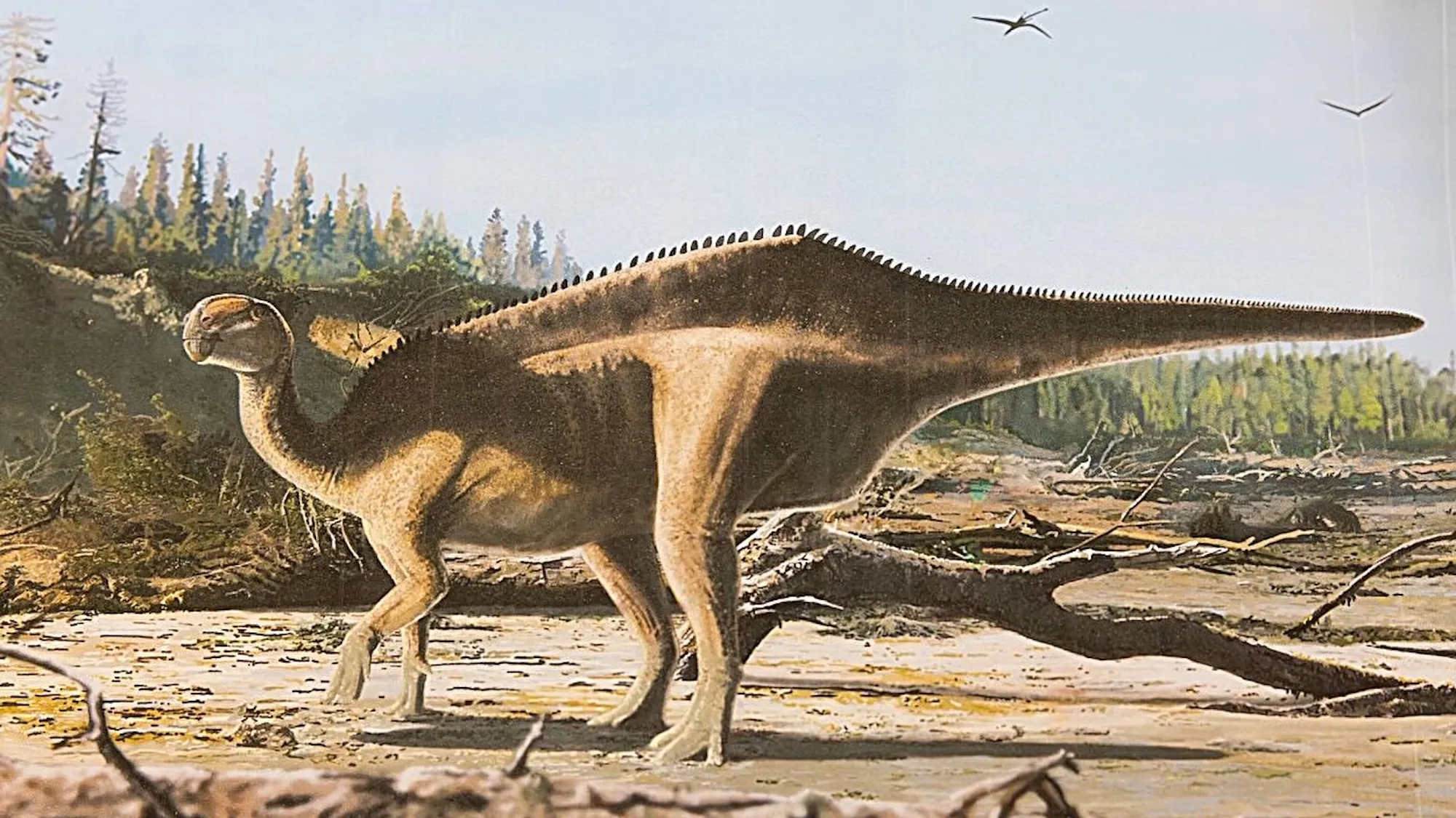 Retired doctor discovers new dinosaur species deep in a museum archive