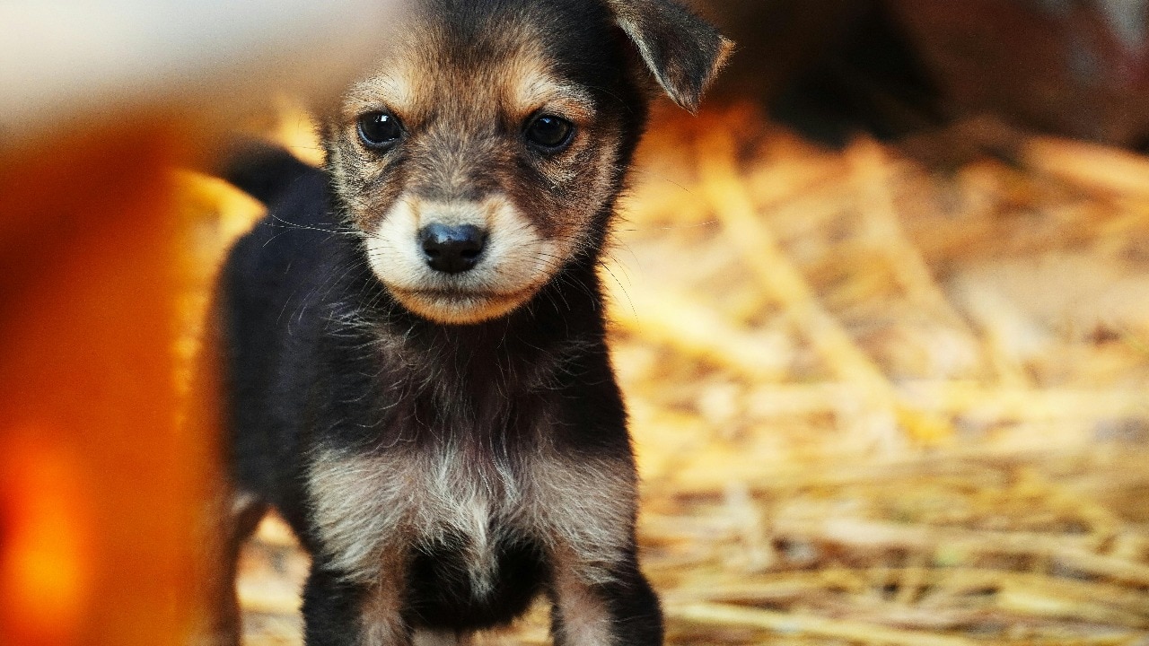 Are you a dog hater, or simply suffer from Cynophobia?
