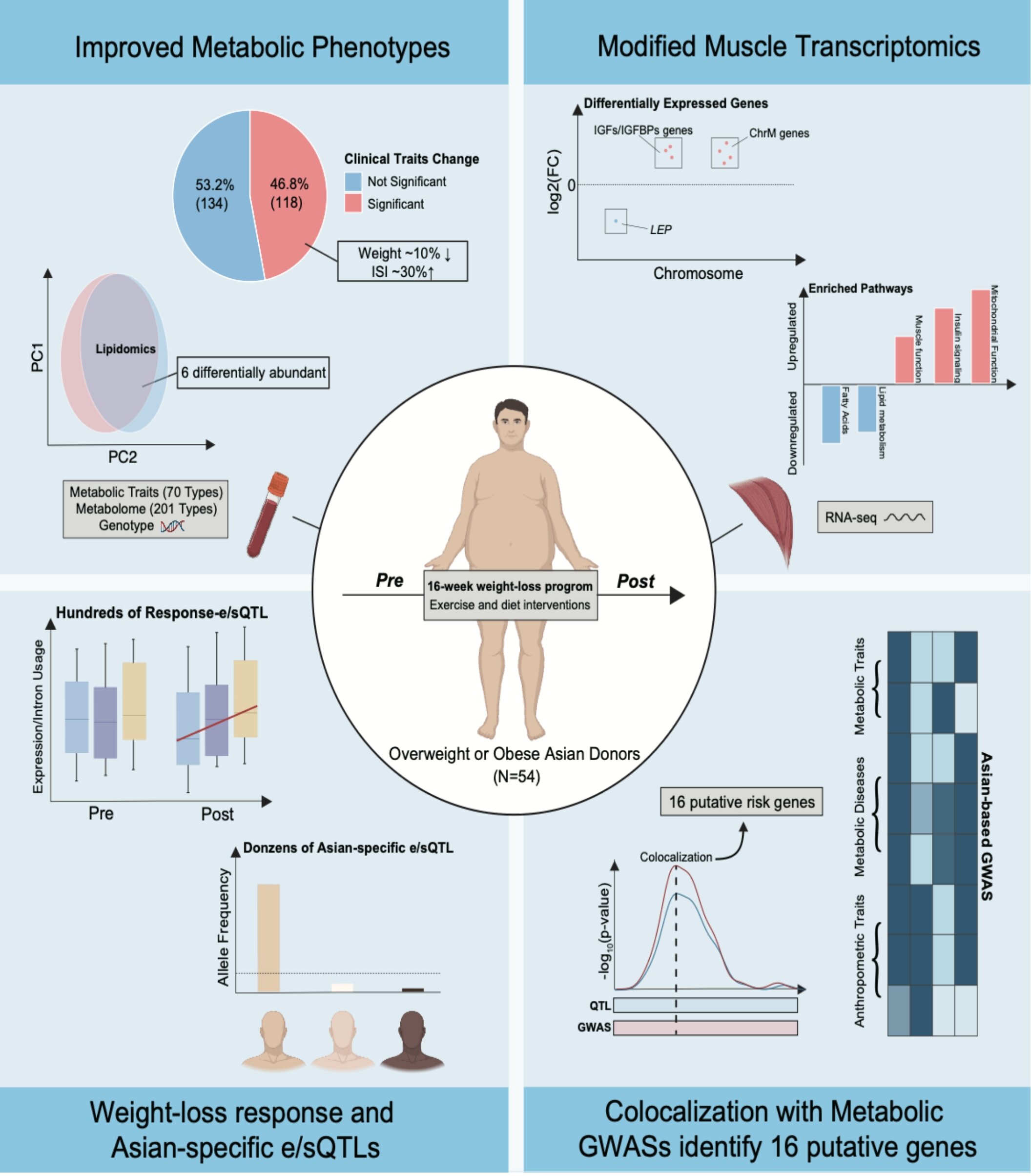 Lifestyle interventions reshape gene regulation in skeletal muscle of Asians