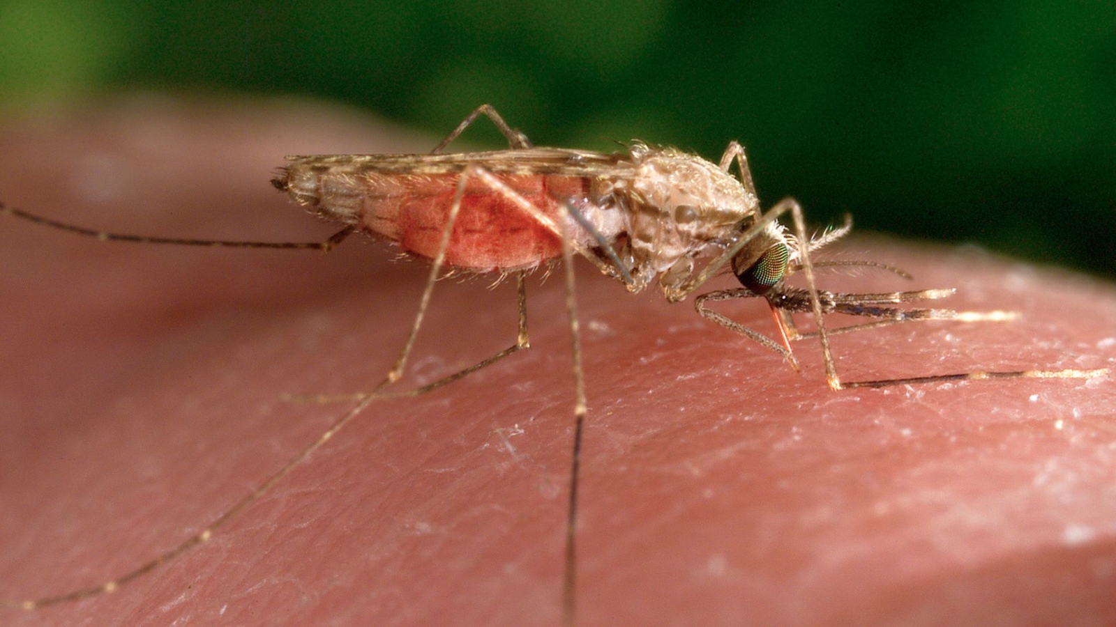 First human cases of West Nile virus reported in New York City this season