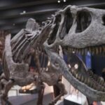 Paleontologists discover dinosaur-era crocodile in Patagonia