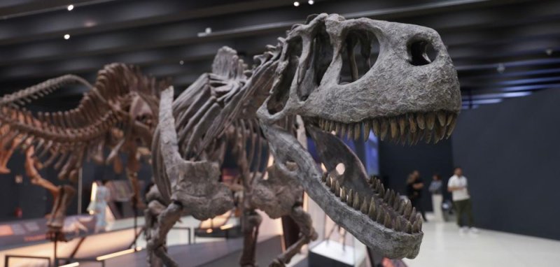 Paleontologists discover dinosaur-era crocodile in Patagonia