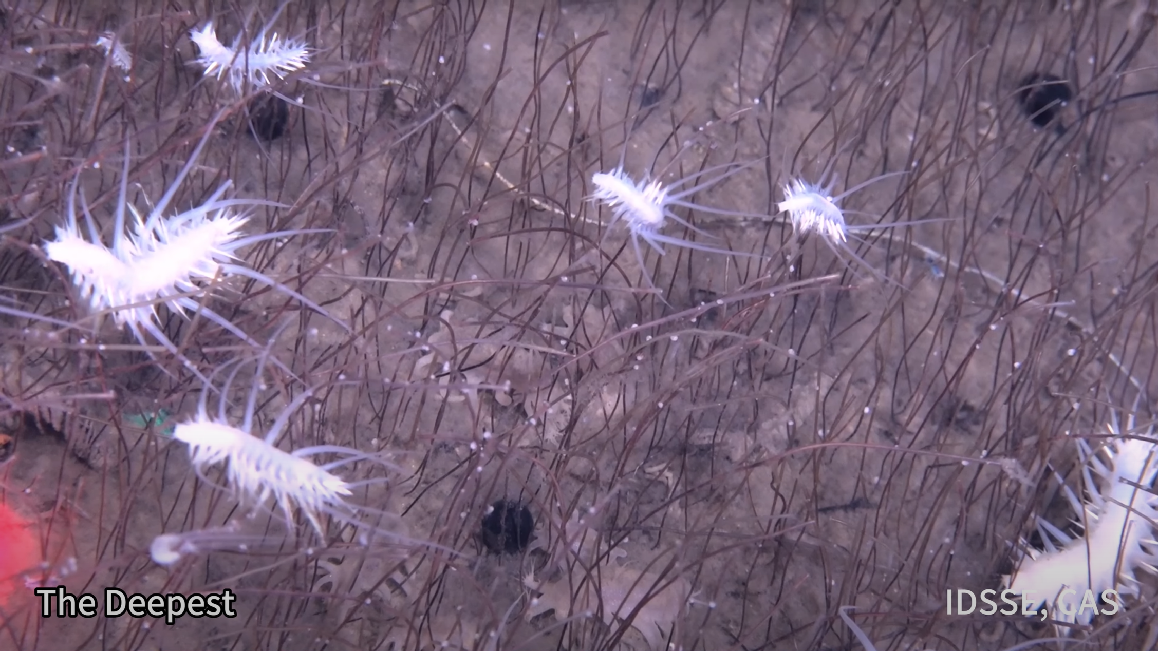 First-of-it-kind footage captures bizarre sea creatures flourishing in extreme depths of the ocean