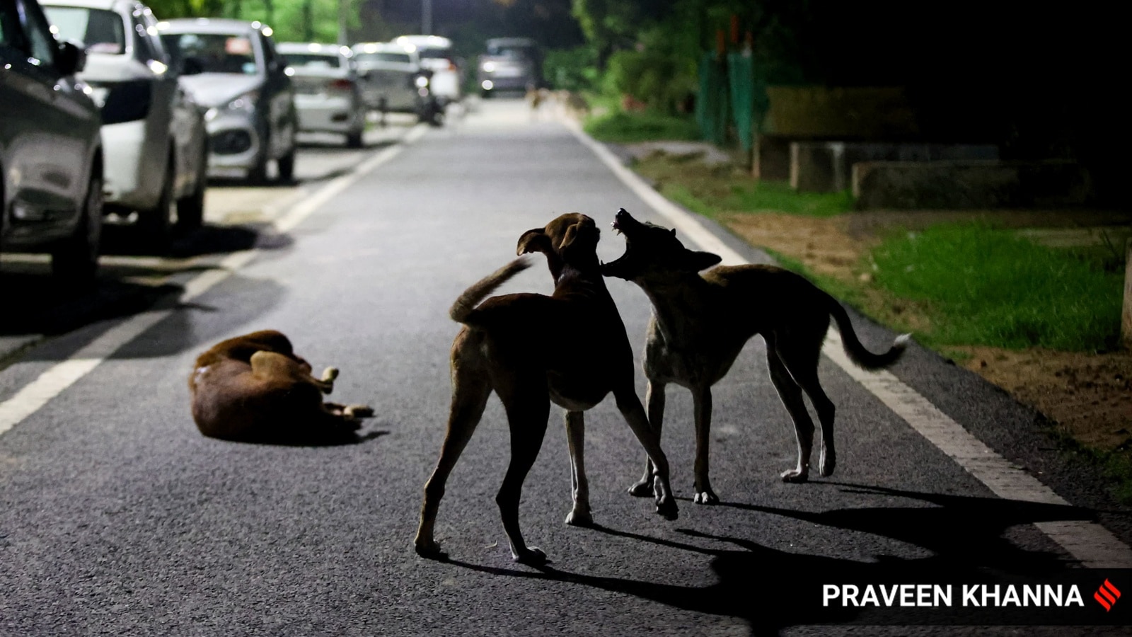 Stray Dogs SC Verdict LIVE Updates: Feeding of stray dogs shall not be permitted on streets, says SC