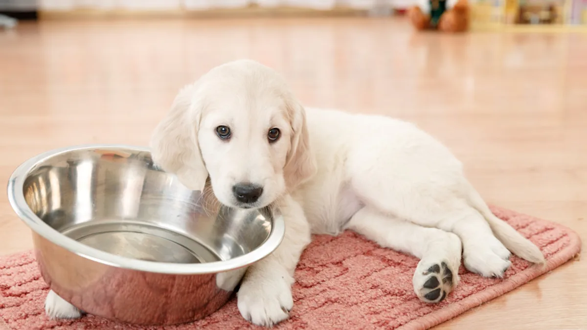 Golden Retriever Puppy Becomes 'Designated Summoner of the Milk Wagon' in Cute Video