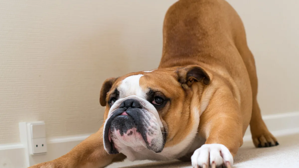 Bulldog Has Most Unique Approach to Using 'Guard Dog' Skills