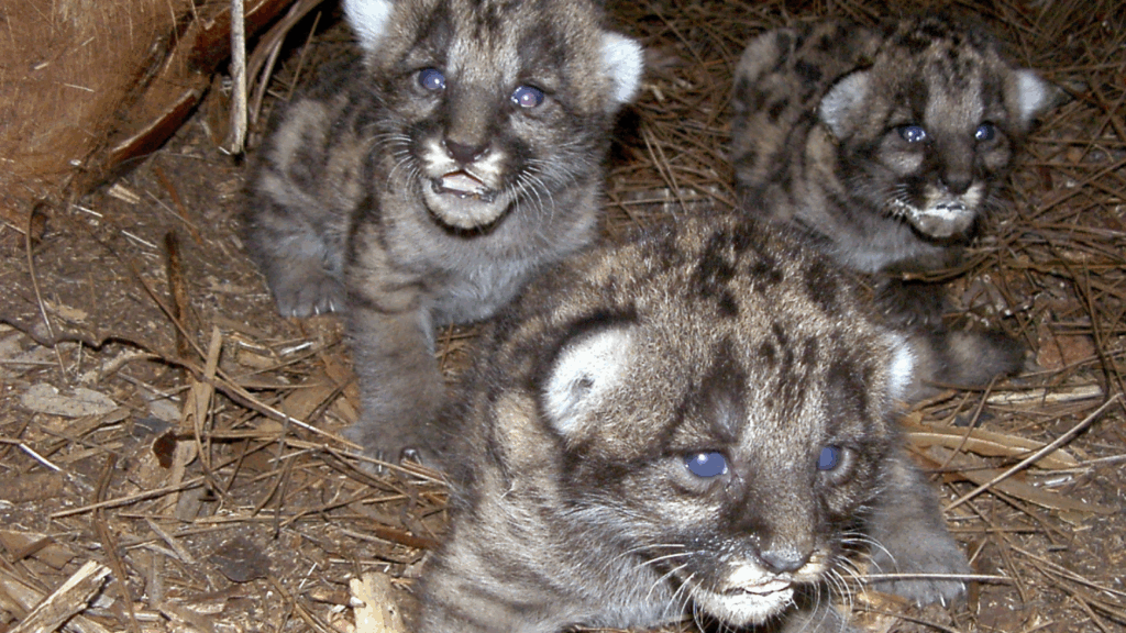 Deadly wildlife collisions are all too common. Donate today.
